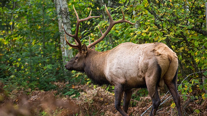 Wisconsin to Hold First Elk Hunt This Fall